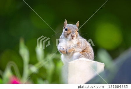 Portrait of a curious grey squirrel standing on a garden fence post Portrait of a curious grey squirrel standing on a garden fence post 121604885
