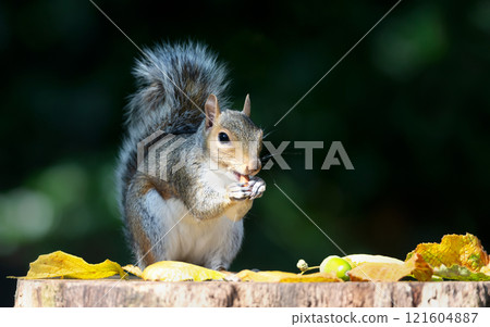 Portrait of a grey squirrel eating nut on a tree stump in autumn 121604887