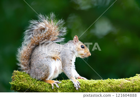 Grey squirrel standing on a mossy tree branch 121604888