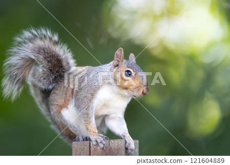 Portrait of a curious grey squirrel standing on a garden fence post 121604889