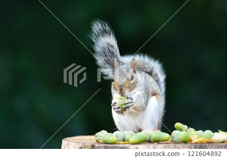 Portrait of a grey squirrel eating acorn on a tree stump in autumn Portrait of a grey squirrel eating acorn on a tree stump in autumn 121604892