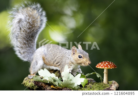 Grey squirrel investigating red mushroom a mossy tree stump in a forest in autumn 121604895
