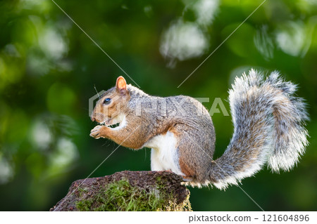 Grey squirrel eating nuts on a mossy tree stump Grey squirrel eating nuts on a mossy tree stump 121604896