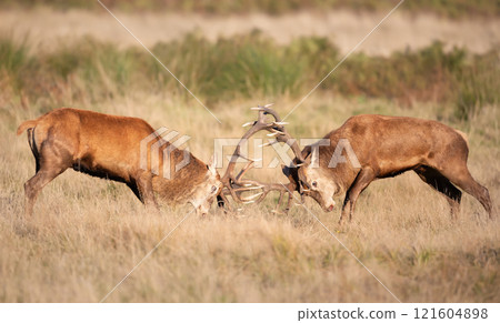 Red deer stags fighting during the rutting season in autumn Red deer stags fighting during the rutting season in autumn 121604898