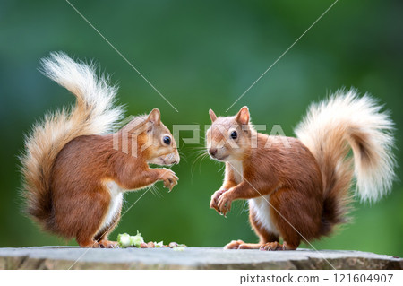 Two red squirrels eating nuts on a tree stump 121604907