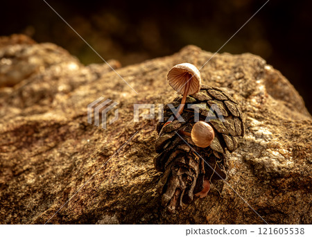 Fungus that grows inside pine cones that fall to the ground after rain 121605538