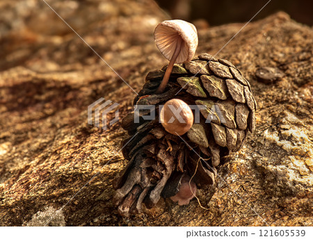 Fungus that grows inside pine cones that fall to the ground after rain 121605539