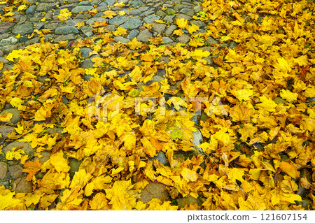 Idyllic beautiful autumnal scene, bright yellow fallen maple leaves on a historic granite pavement 121607154