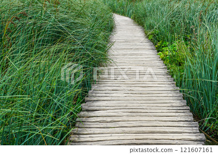 Wooden boardwalk hiking trail between long, thin, green swamp grass in nature park, perspective view 121607161