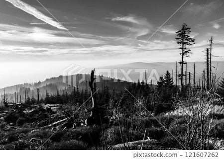 Devasted forest in caues of bark beetle infestation. Sumava National Park and Bavarian Forest, Czech republic and Germany. View from Tristolicnik, Dreisesselberg. Black and white image. Devasted forest in caues of bark beetle infestation. Sumava National Park and Bavarian Forest, Czech republic and Germany. View from Tristolicnik, Dreisesselberg. Black and white image. 121607262