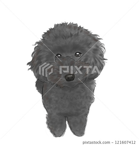 一隻黑色玩具貴賓犬用圓眼睛看著你 一隻黑色玩具貴賓犬用圓眼睛看著你 121607412