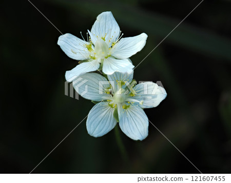 Scenery with Japanese plum blossoms Scenery with Japanese plum blossoms 121607455