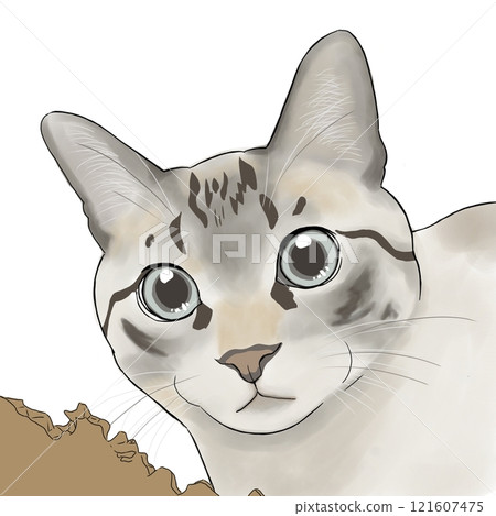 Cat looking at you with big eyes Cat looking at you with big eyes 121607475