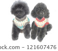 兩隻黑色玩具貴賓犬並排坐著 121607476