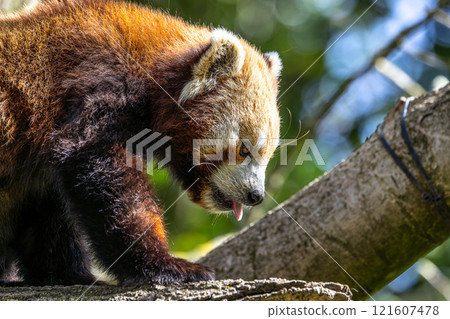 The red panda, Ailurus fulgens, also called the lesser panda. The red panda, Ailurus fulgens, also called the lesser panda. 121607478
