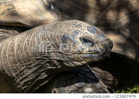 Aldabra giant tortoise, Curieuse Marine National Park, Curieuse, Seychelles Aldabra giant tortoise, Curieuse Marine National Park, Curieuse, Seychelles 121607479