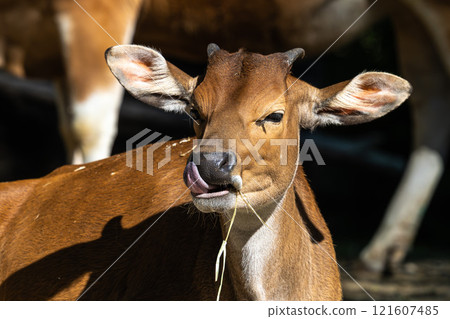 Banteng, Bos javanicus or Red Bull is a type of wild cattle. 121607485