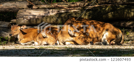 Family of Banteng, Bos javanicus or Red Bull is a type of wild cattle. 121607493