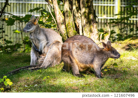 Swamp Wallaby, Wallabia bicolor, is one of the smaller kangaroos 121607496