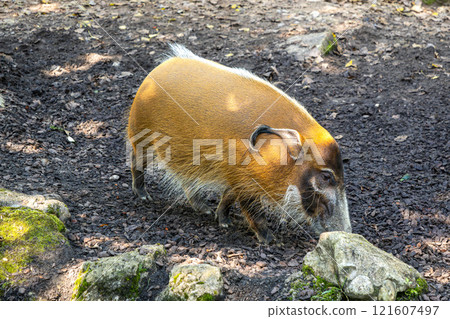 Red river hog, Potamochoerus porcus, also known as the bush pig. Red river hog, Potamochoerus porcus, also known as the bush pig. 121607497