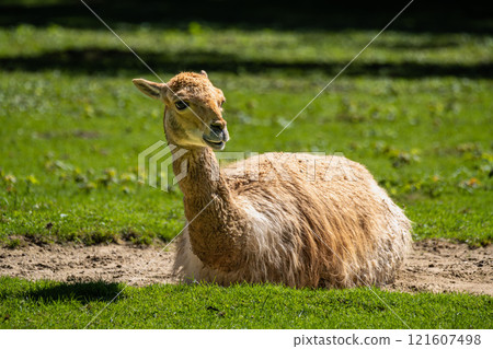 Vicunas, Vicugna Vicugna, relatives of the llama in a German park Vicunas, Vicugna Vicugna, relatives of the llama in a German park 121607498