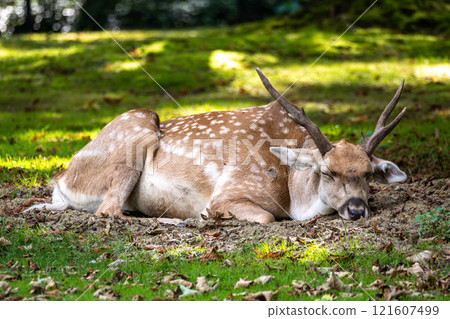 The fallow deer, Dama mesopotamica is a ruminant mammal 121607499