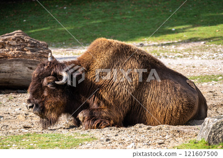 American buffalo known as bison, Bos bison in a german park 121607500