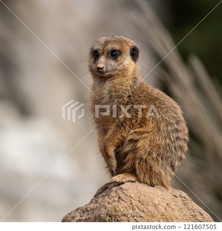 Meerkat, Suricata suricatta sitting on a stone and looking into the distance Meerkat, Suricata suricatta sitting on a stone and looking into the distance 121607505