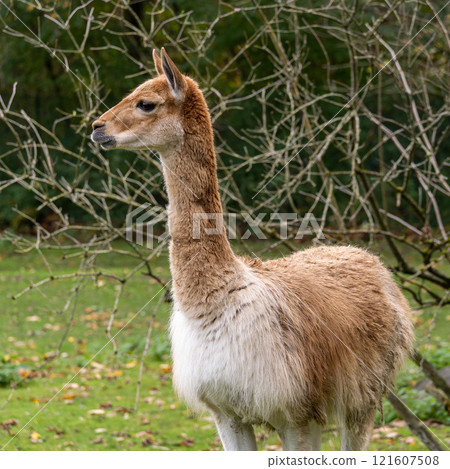 Vicunas, Vicugna Vicugna, relatives of the llama in a German park Vicunas, Vicugna Vicugna, relatives of the llama in a German park 121607508