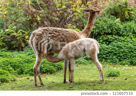 Baby Vicuna, Vicugna Vicugna, relatives of the llama Baby Vicuna, Vicugna Vicugna, relatives of the llama 121607510