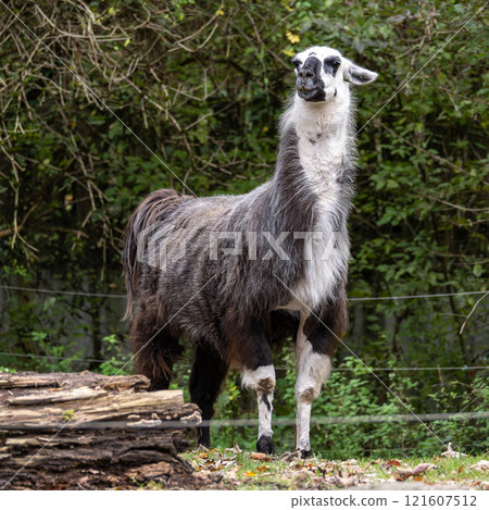 The Llama, Lama glama, is a domesticated South American camelid, widely used as a meat and pack animal 121607512