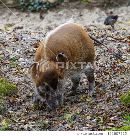 Red river hog, Potamochoerus porcus, also known as the bush pig. Red river hog, Potamochoerus porcus, also known as the bush pig. 121607515