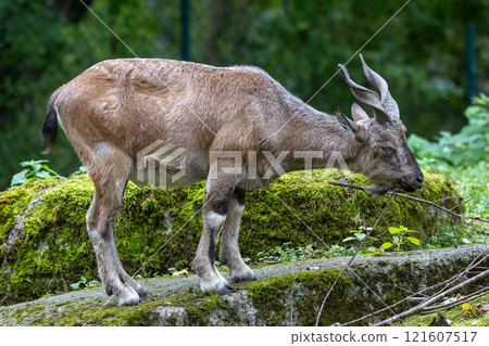 Turkmenian markhor, Capra falconeri heptneri living on the rocks Turkmenian markhor, Capra falconeri heptneri living on the rocks 121607517