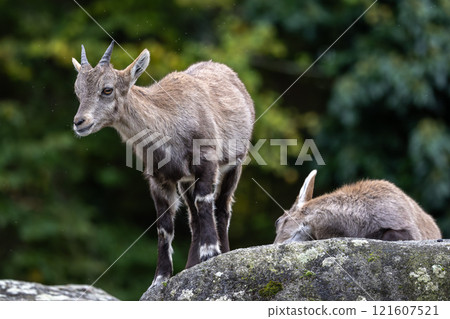 Young baby mountain ibex or capra ibex on a rock 121607521
