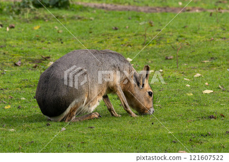 Patagonian Mara, Dolichotis patagonum are large relatives of guinea pigs 121607522