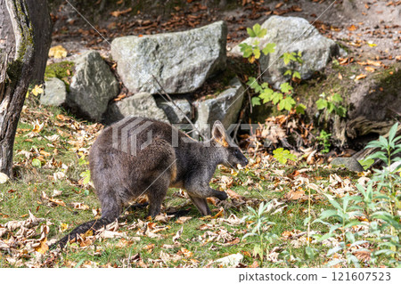 Swamp Wallaby, Wallabia bicolor, is one of the smaller kangaroos 121607523