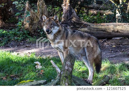 European Grey Wolf, Canis lupus in a german park 121607525