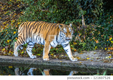 The Siberian tiger,Panthera tigris altaica in a park The Siberian tiger,Panthera tigris altaica in a park 121607526