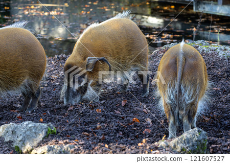 Red river hog, Potamochoerus porcus, also known as the bush pig. Red river hog, Potamochoerus porcus, also known as the bush pig. 121607527