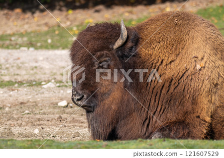 American buffalo known as bison, Bos bison in a german park 121607529