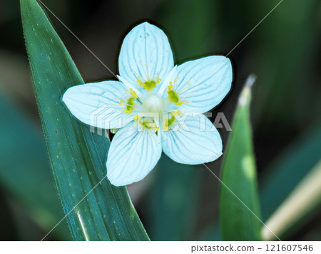 日本梅花的風景 121607546