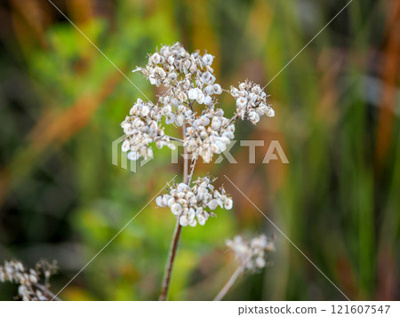 景觀與纈草 121607547