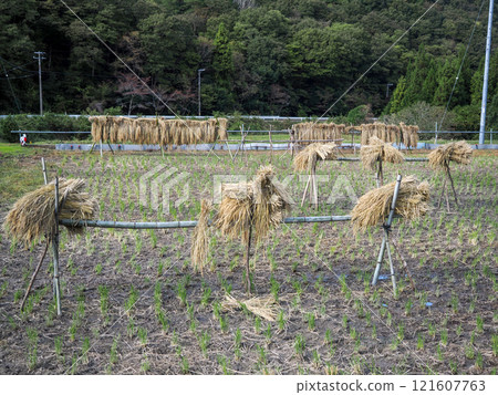 Scenery of rice straw drying in the sun 121607763