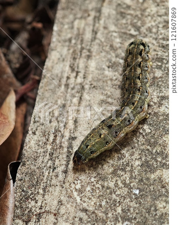 Tobacco Cutworm Caterpillar on Concrete Surface Tobacco Cutworm Caterpillar on Concrete Surface 121607869