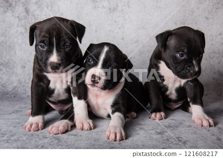Black and white American Staffordshire Terrier dogs or AmStaff puppies on gray background 121608217