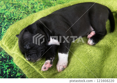 Black and white American Staffordshire Terrier dog or AmStaff puppy on green background 121608220