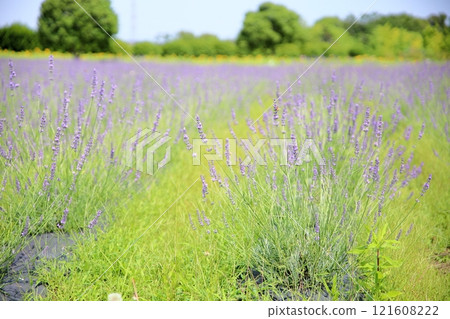 清新的薰衣草花 清新的薰衣草花 121608222