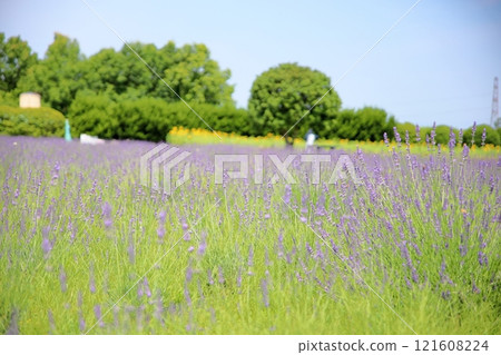 Refreshing lavender flowers Refreshing lavender flowers 121608224