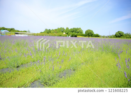 Refreshing lavender fields 121608225