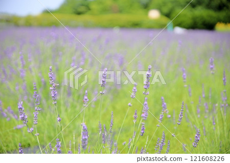 清新的薰衣草花 清新的薰衣草花 121608226